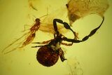 mm Fossil Pseudoscorpion (Arachnida) Preserved In Baltic Amber #145472-1